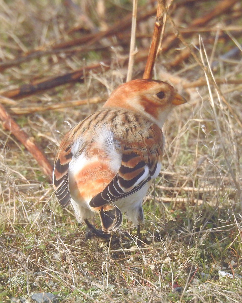Snow Bunting - ML645080875