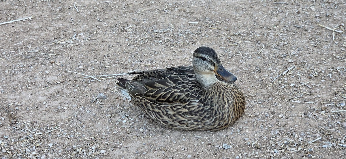 kachna divoká - ML645080883