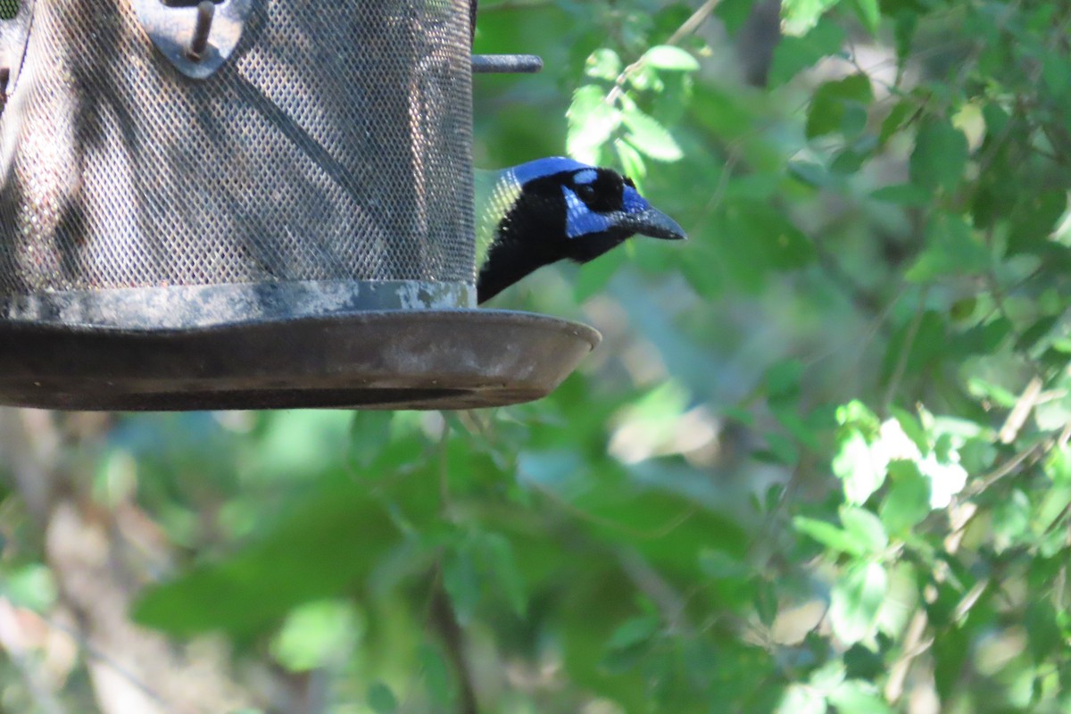 Green Jay - ML645080884