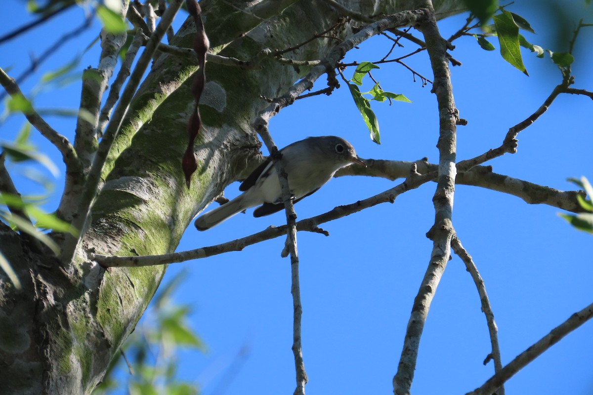 Комароловка сиза - ML645080904