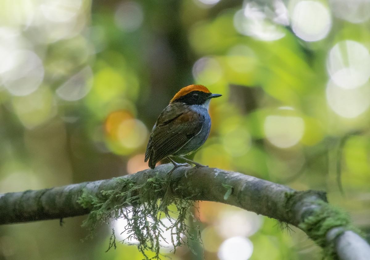 Black-cheeked Gnateater - ML645080906