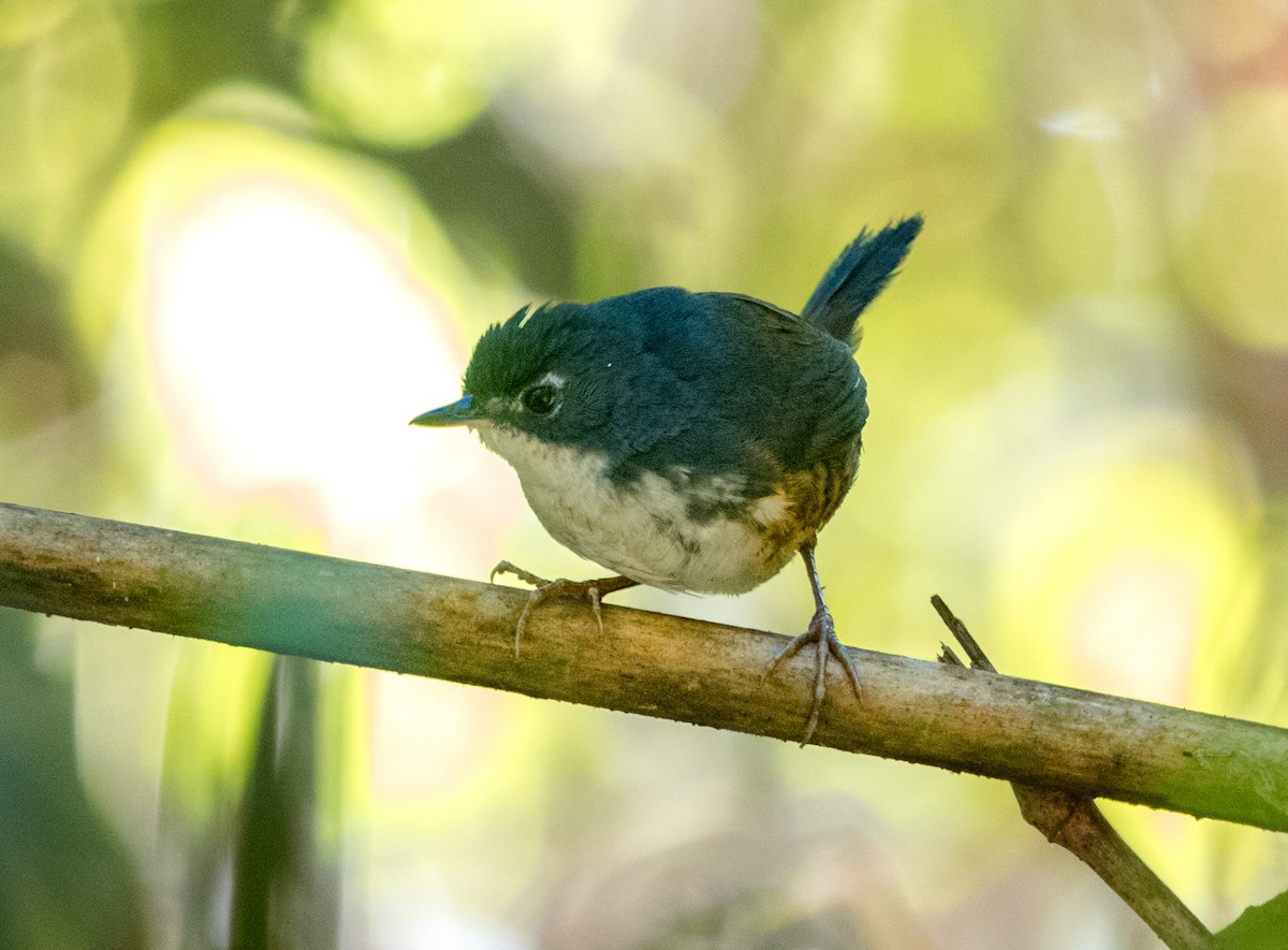 White-breasted Tapaculo - ML645080915