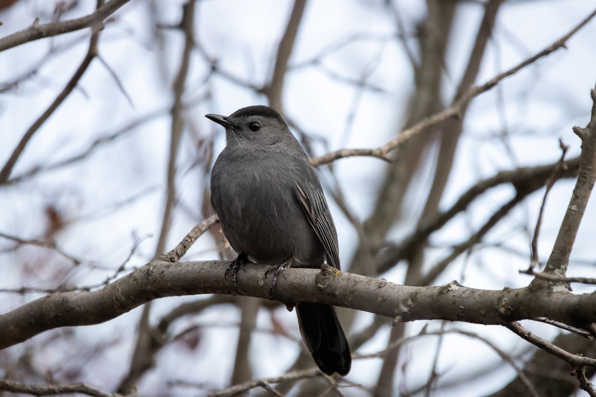 Gray Catbird - ML645080933