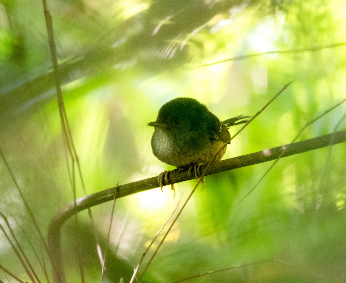 Spotted Bamboowren - ML645080934