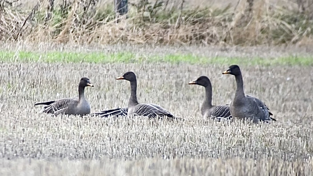 Taiga Bean-Goose - ML645080935