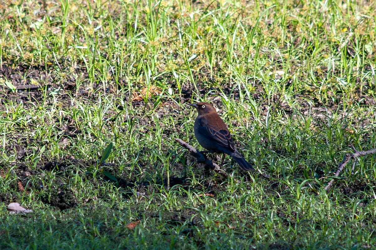 Rusty Blackbird - ML645080943