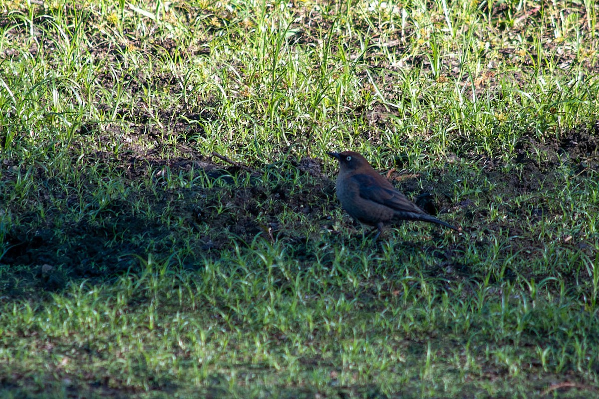 Rusty Blackbird - ML645080950