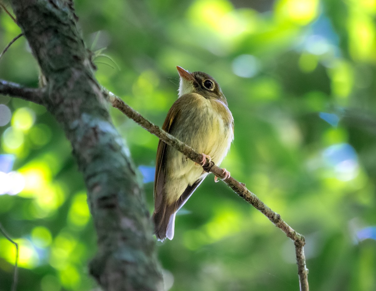 Russet-winged Spadebill - ML645080951
