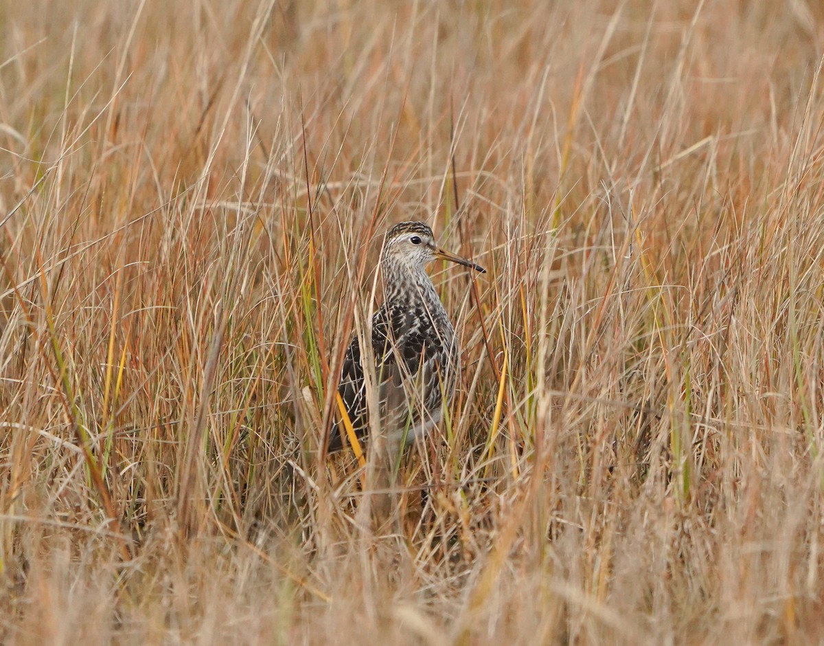 Piovanello pettorale - ML645080952