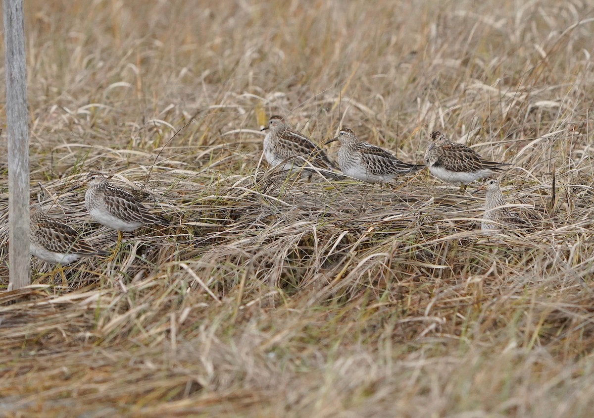 Piovanello pettorale - ML645080953