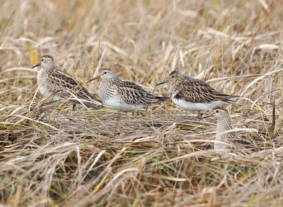 Piovanello pettorale - ML645080954