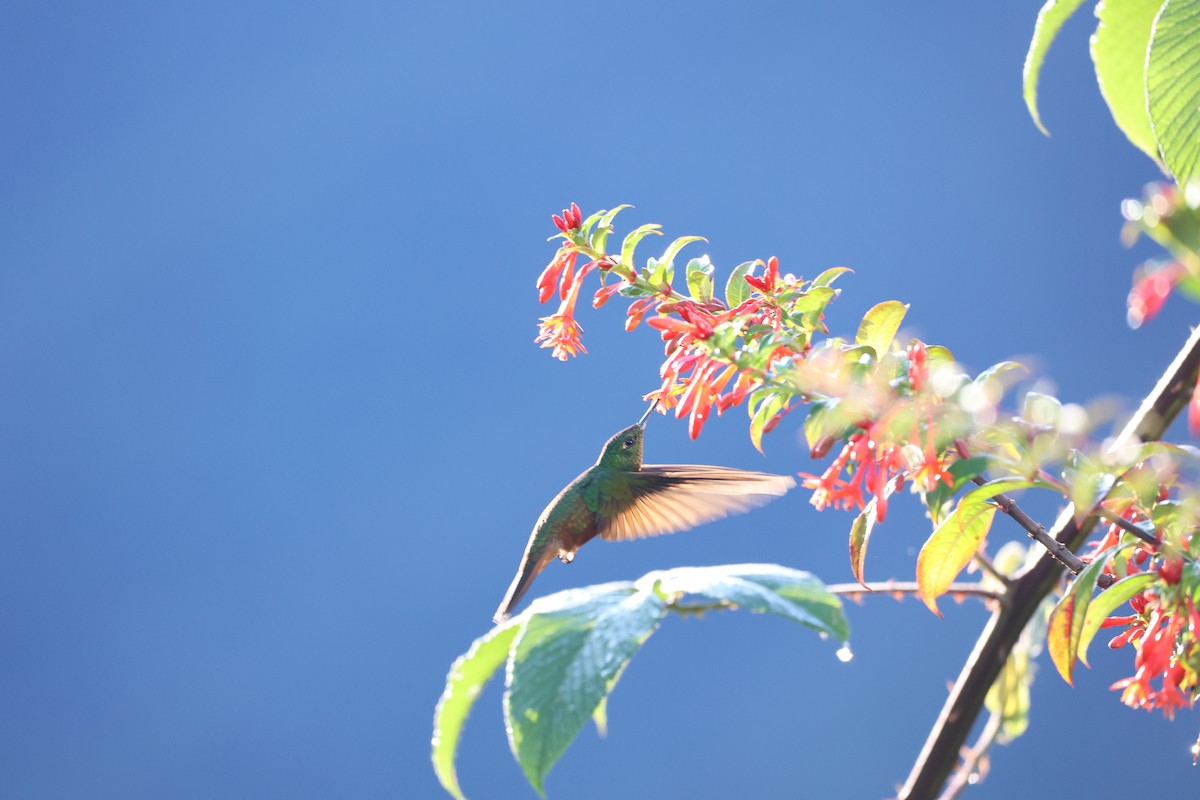 ルリノドインカハチドリ - ML645080957