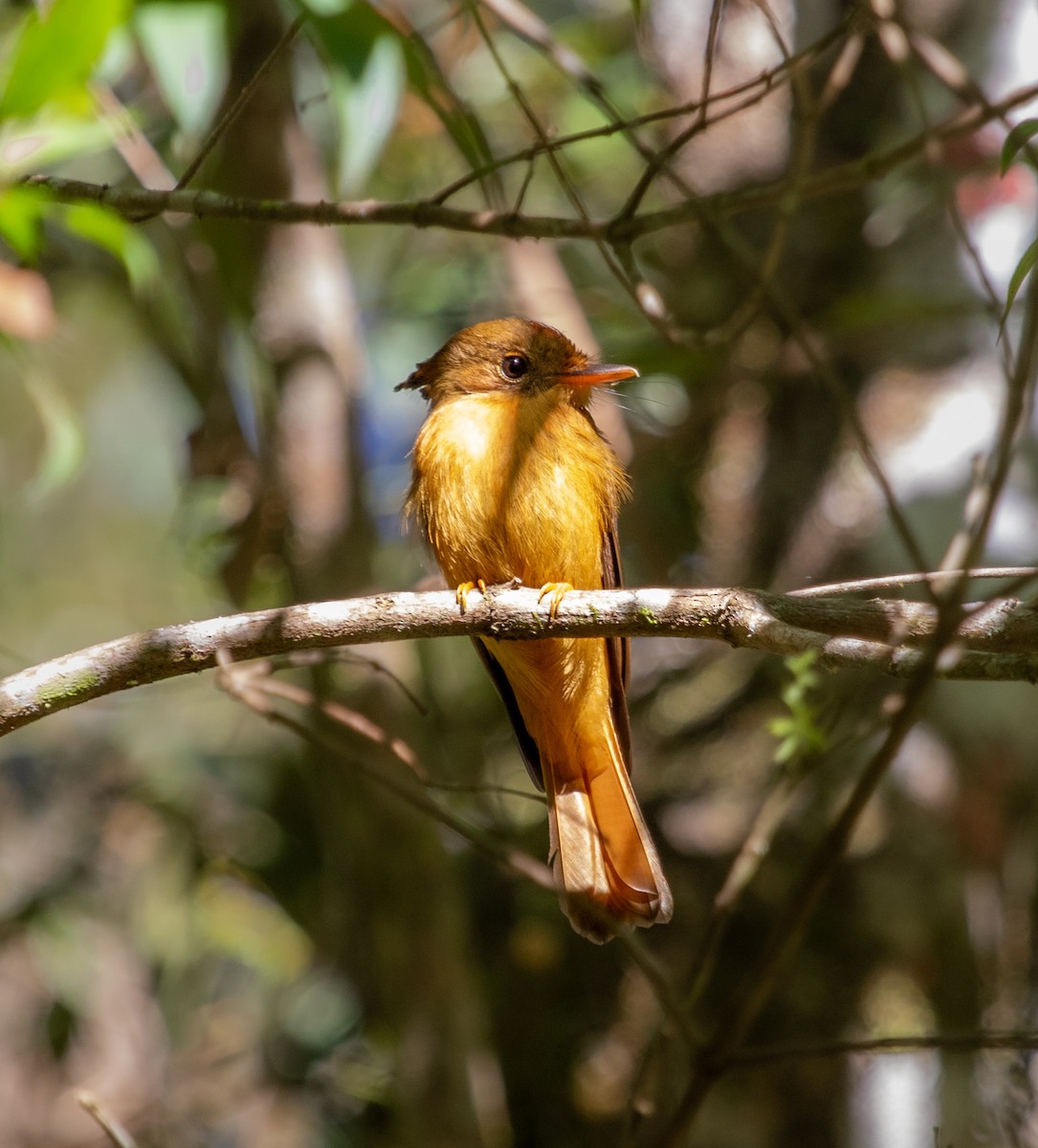 Atlantic Royal Flycatcher - ML645080961