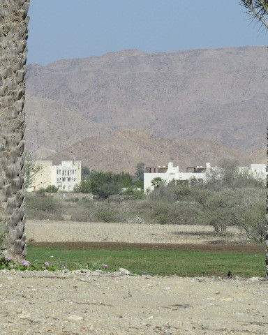 Red-wattled Lapwing - ML645080983