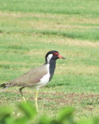 Red-wattled Lapwing - ML645080984
