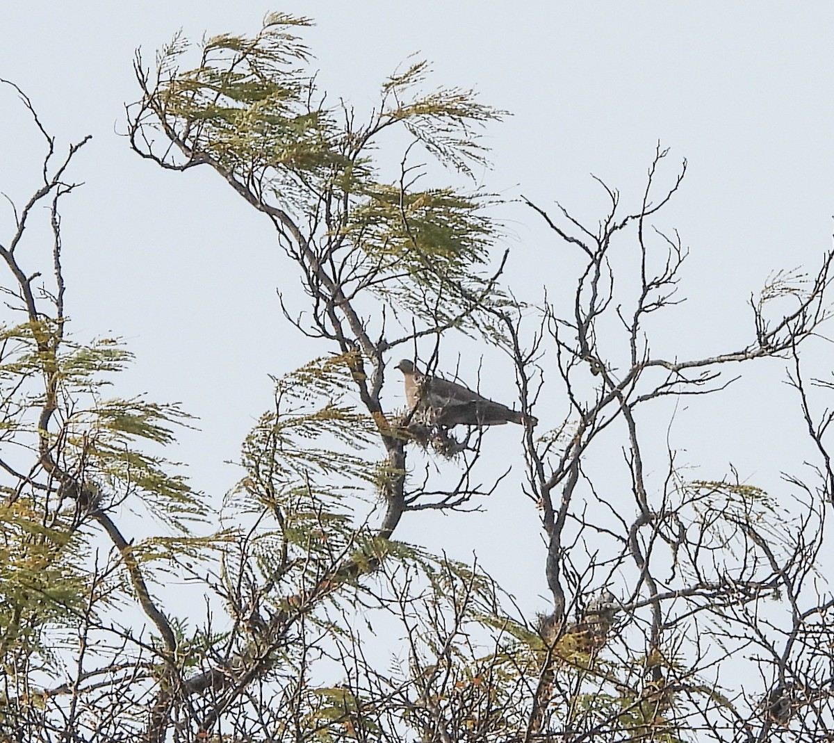 White-winged Dove - ML645081006