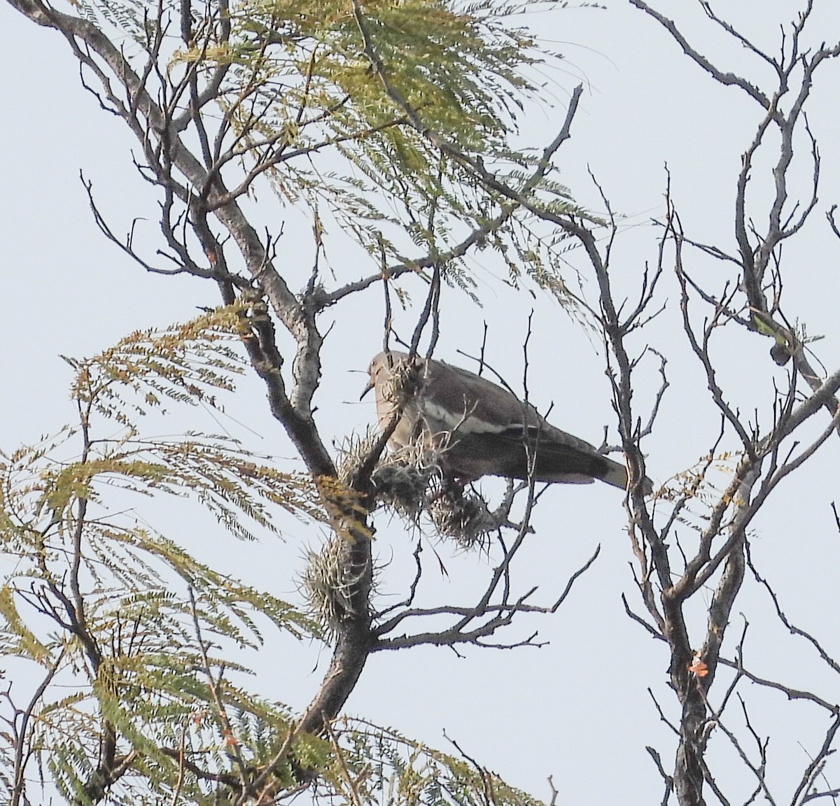 White-winged Dove - ML645081007