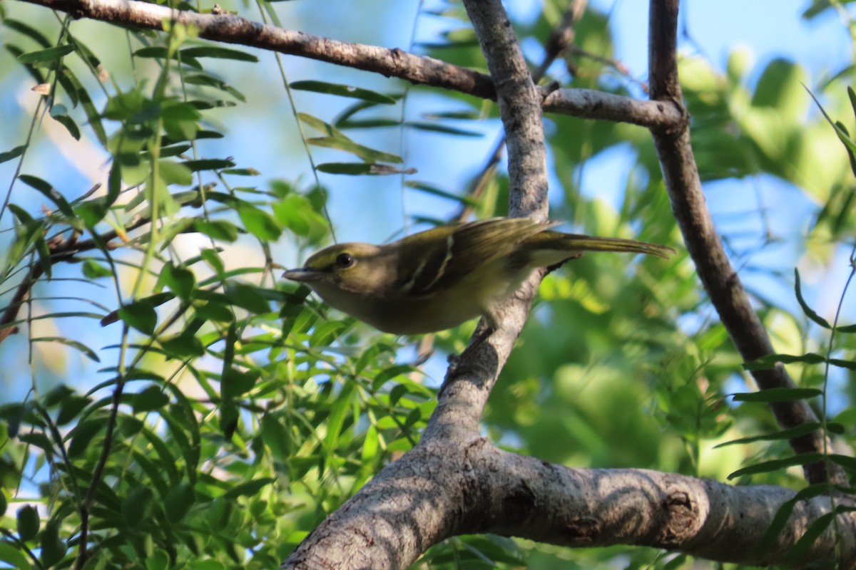 White-eyed Vireo - ML645081008