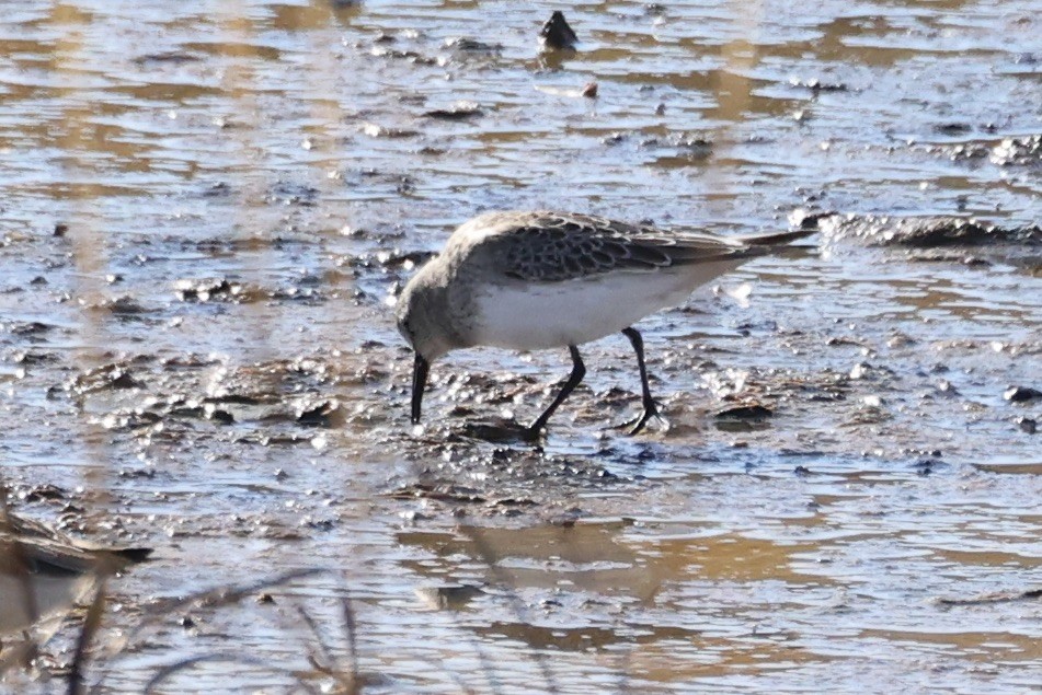 Weißbürzel-Strandläufer - ML645081014