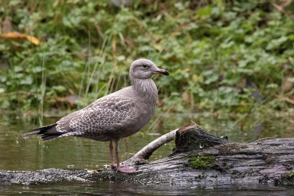 American Herring Gull - ML645081015