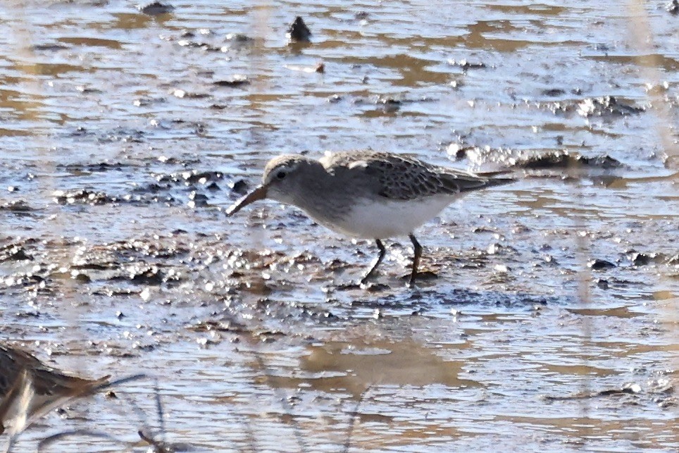 Weißbürzel-Strandläufer - ML645081027