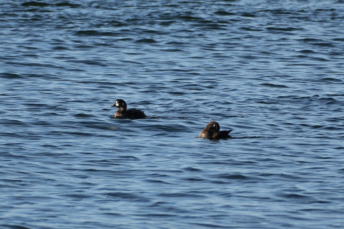 Ahate arlekina - ML645081043