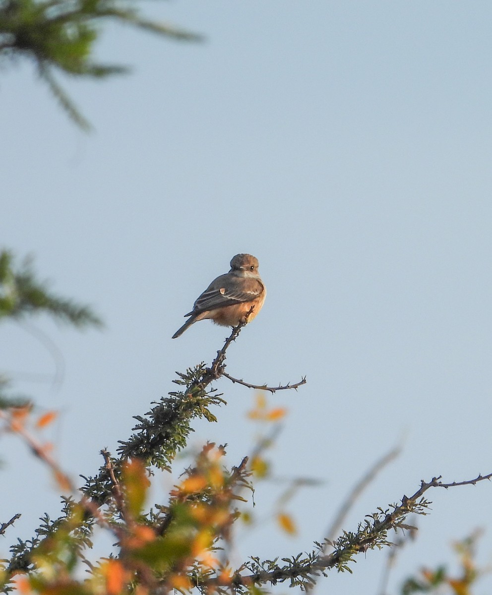 Vermilion Flycatcher - ML645081048
