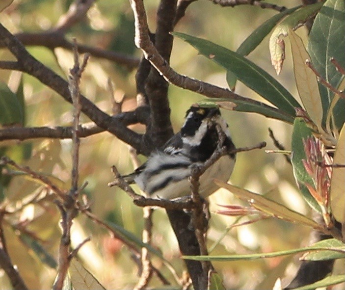 Black-throated Gray Warbler - ML645081056