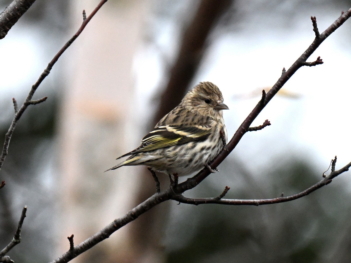 Pine Siskin - ML645081058
