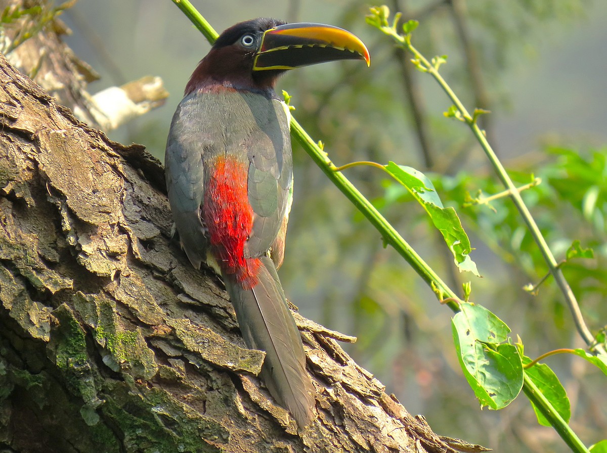 arassari hnědouchý - ML645081060