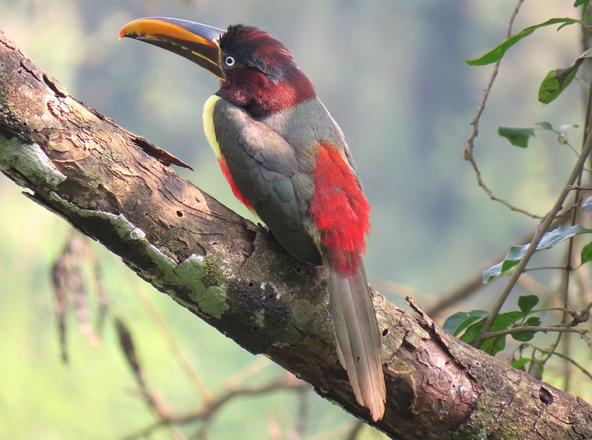 arassari hnědouchý - ML645081061