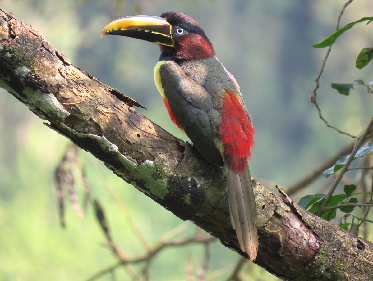 arassari hnědouchý - ML645081063