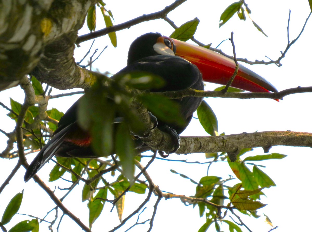 Toco Toucan - ML645081076