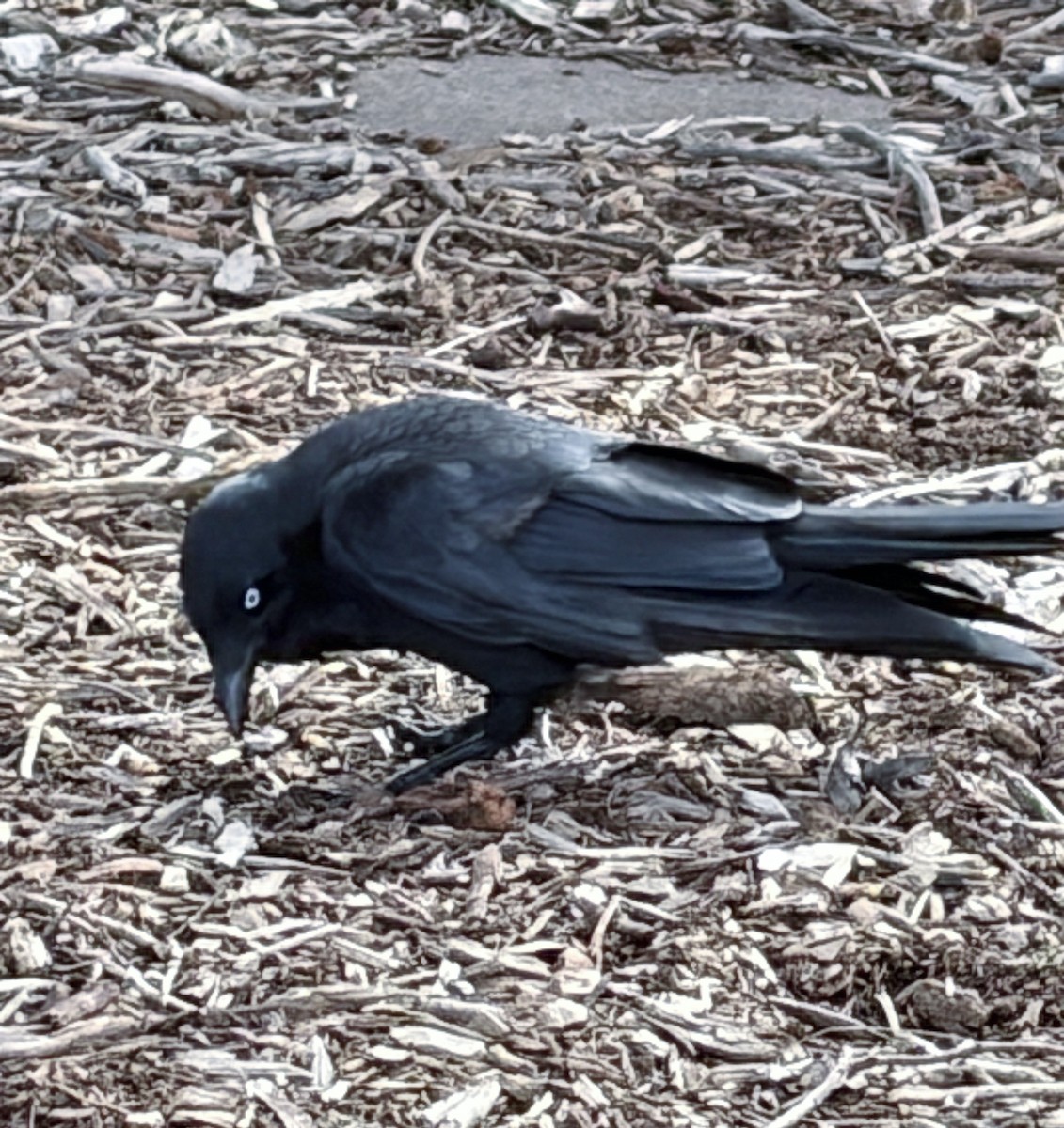 Южноавстралийский ворон - ML645081102