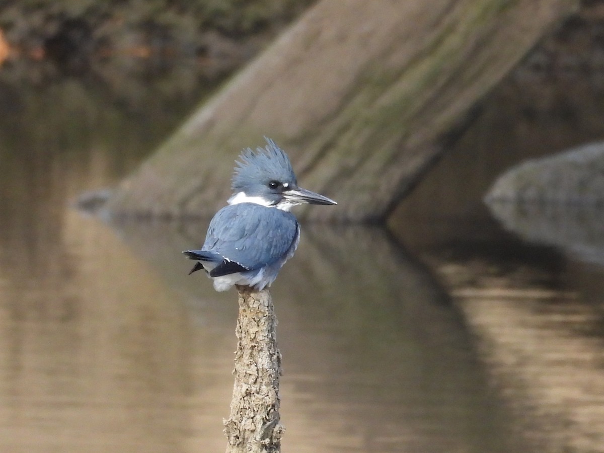 Опоясанный зимородок - ML645081106