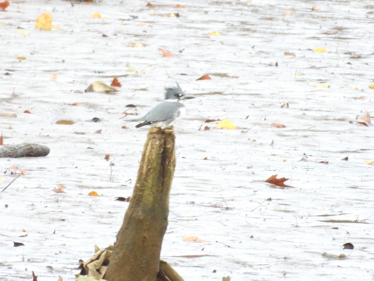 Опоясанный зимородок - ML645081107