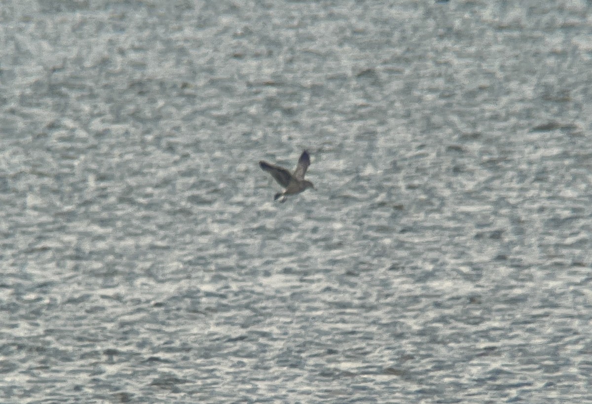 Parasitic Jaeger - ML645081112