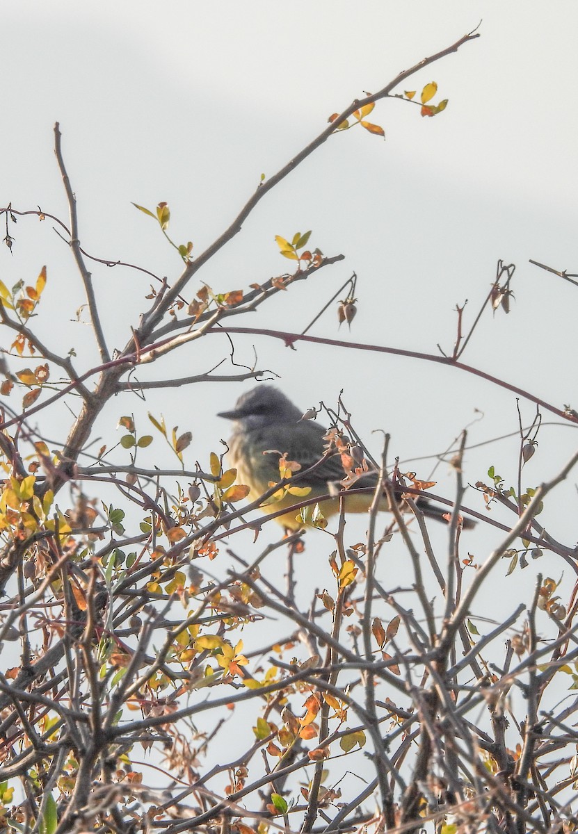 Cassin's Kingbird - ML645081114