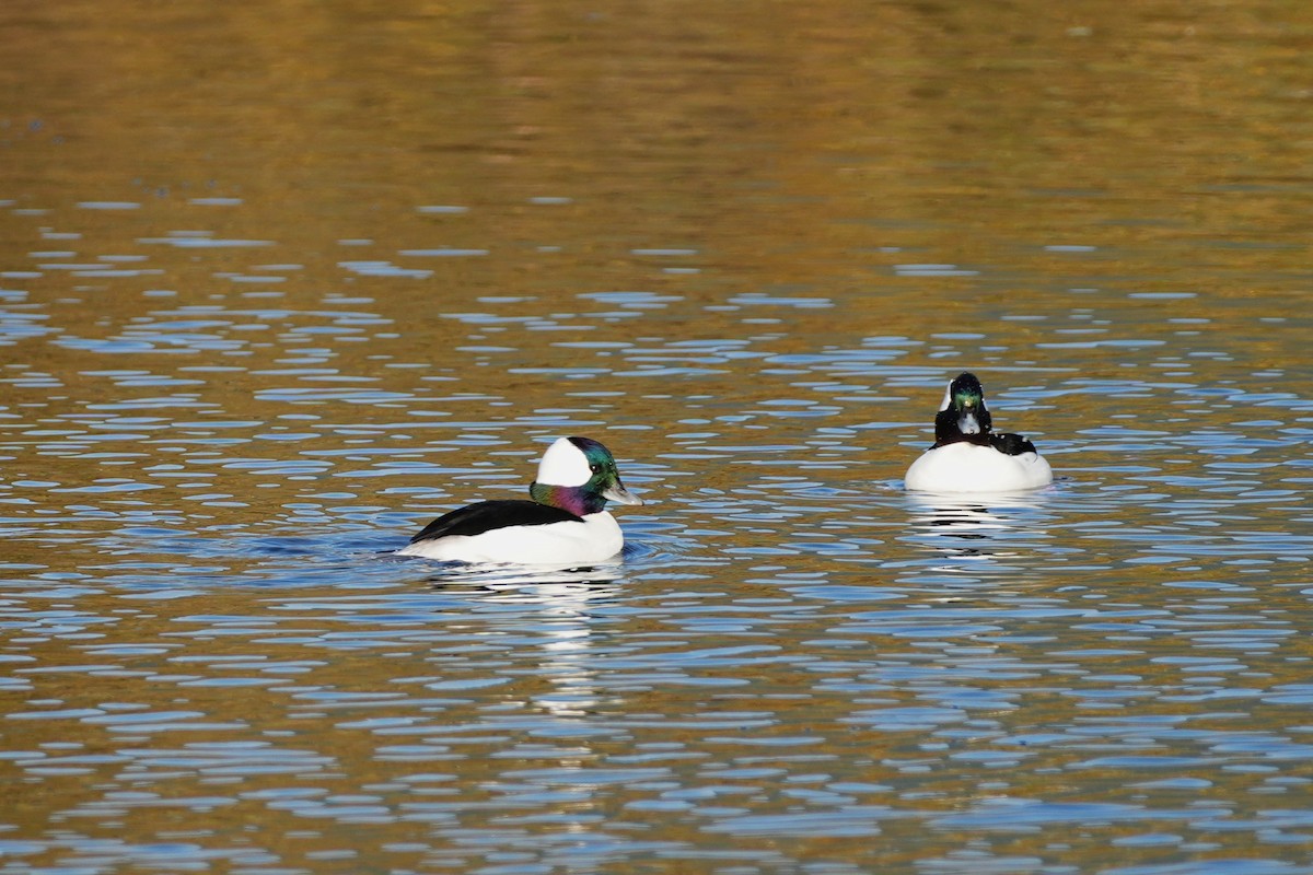 Bufflehead - ML645081127