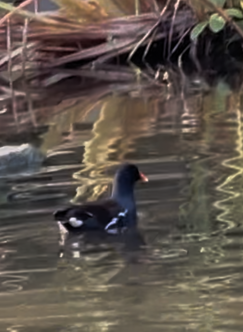 Amerika Sutavuğu - ML645081141