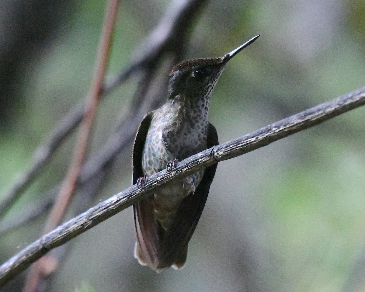 Colibrí Austral - ML645081144