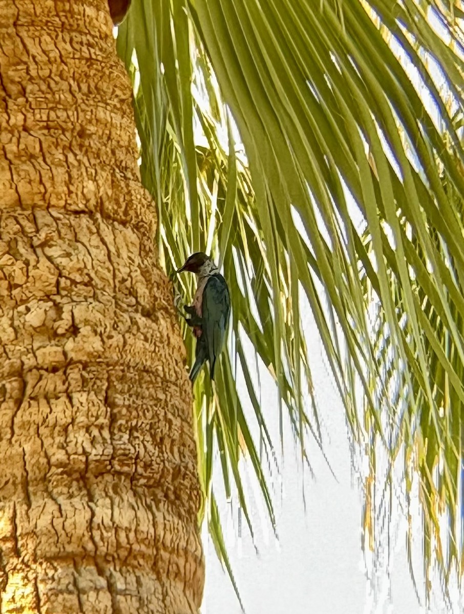 Lewis's Woodpecker - ML645081156