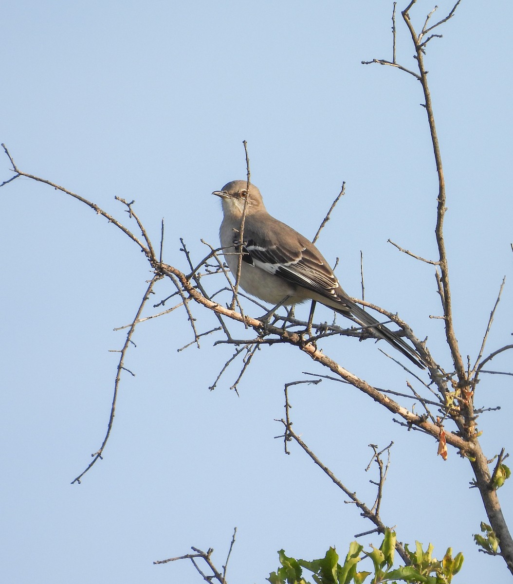 Northern Mockingbird - ML645081161