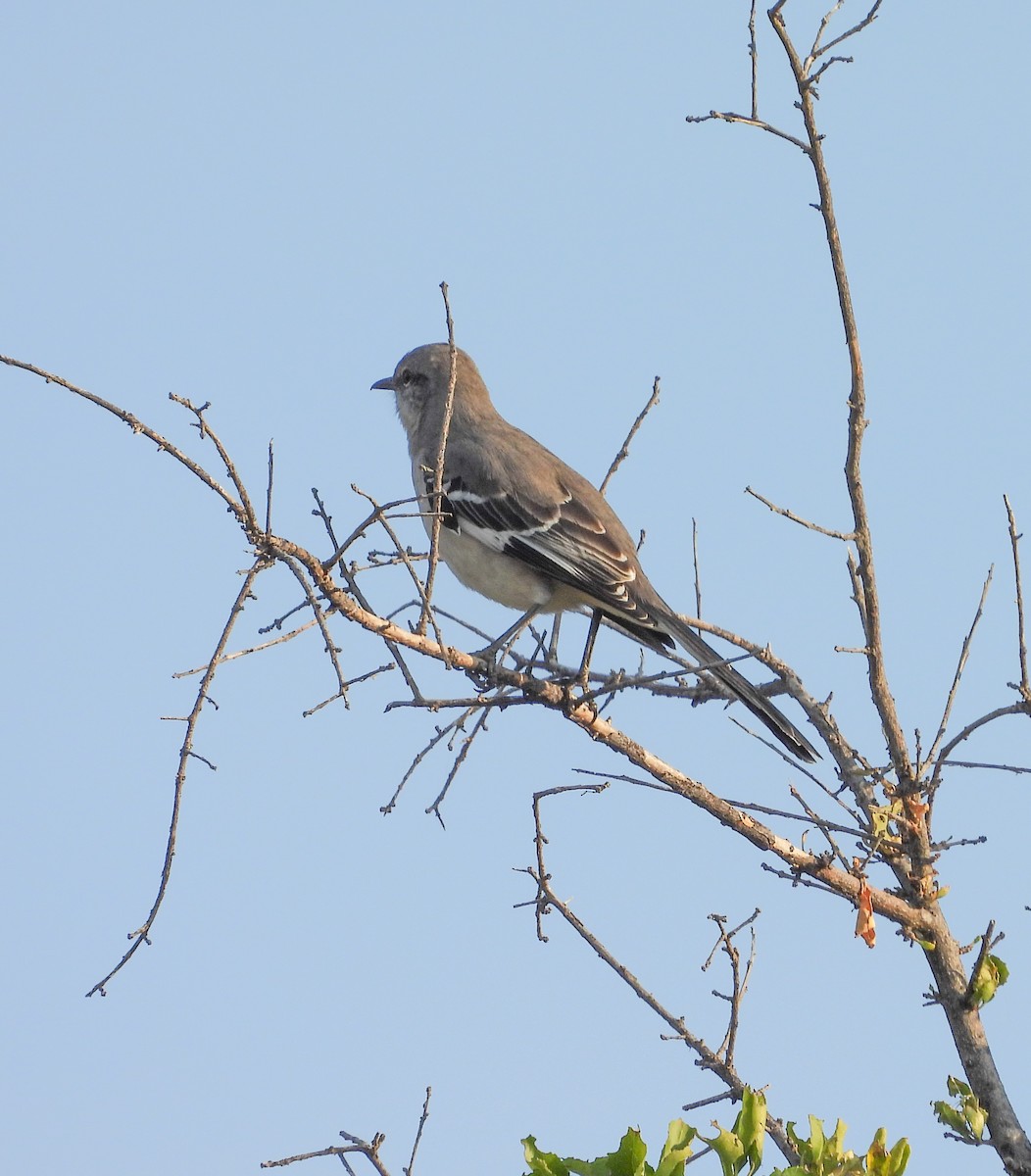 Northern Mockingbird - ML645081162