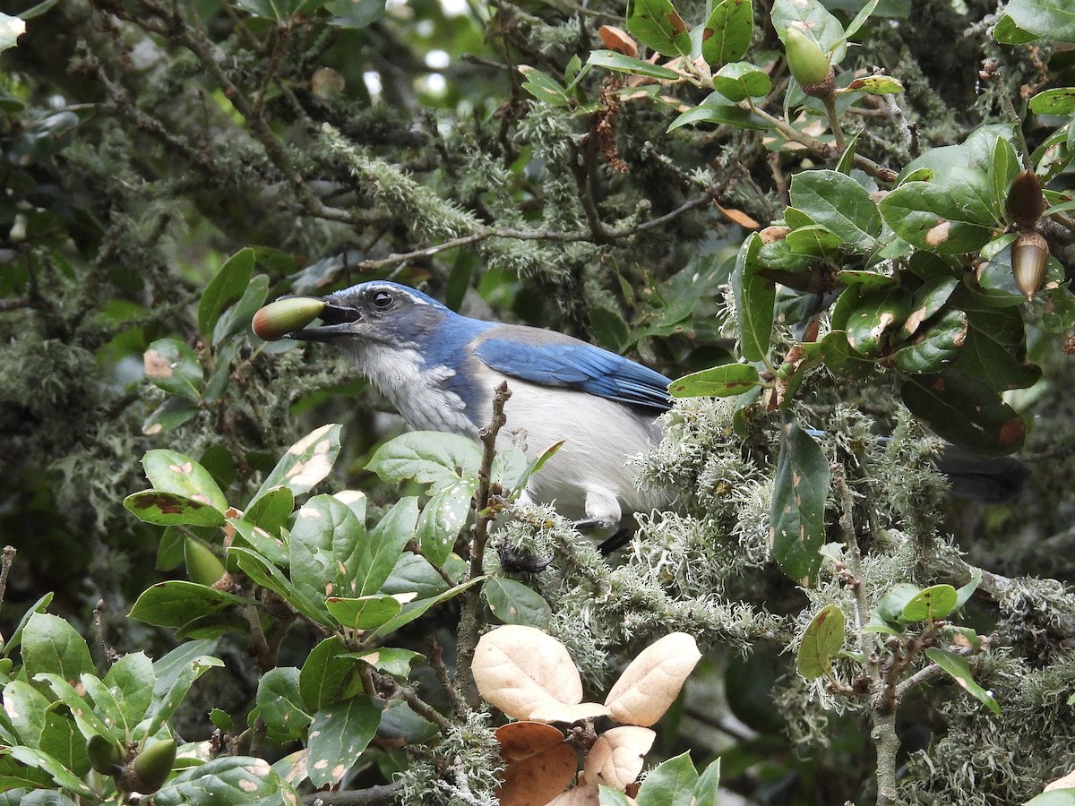 California Scrub-Jay - ML645081167