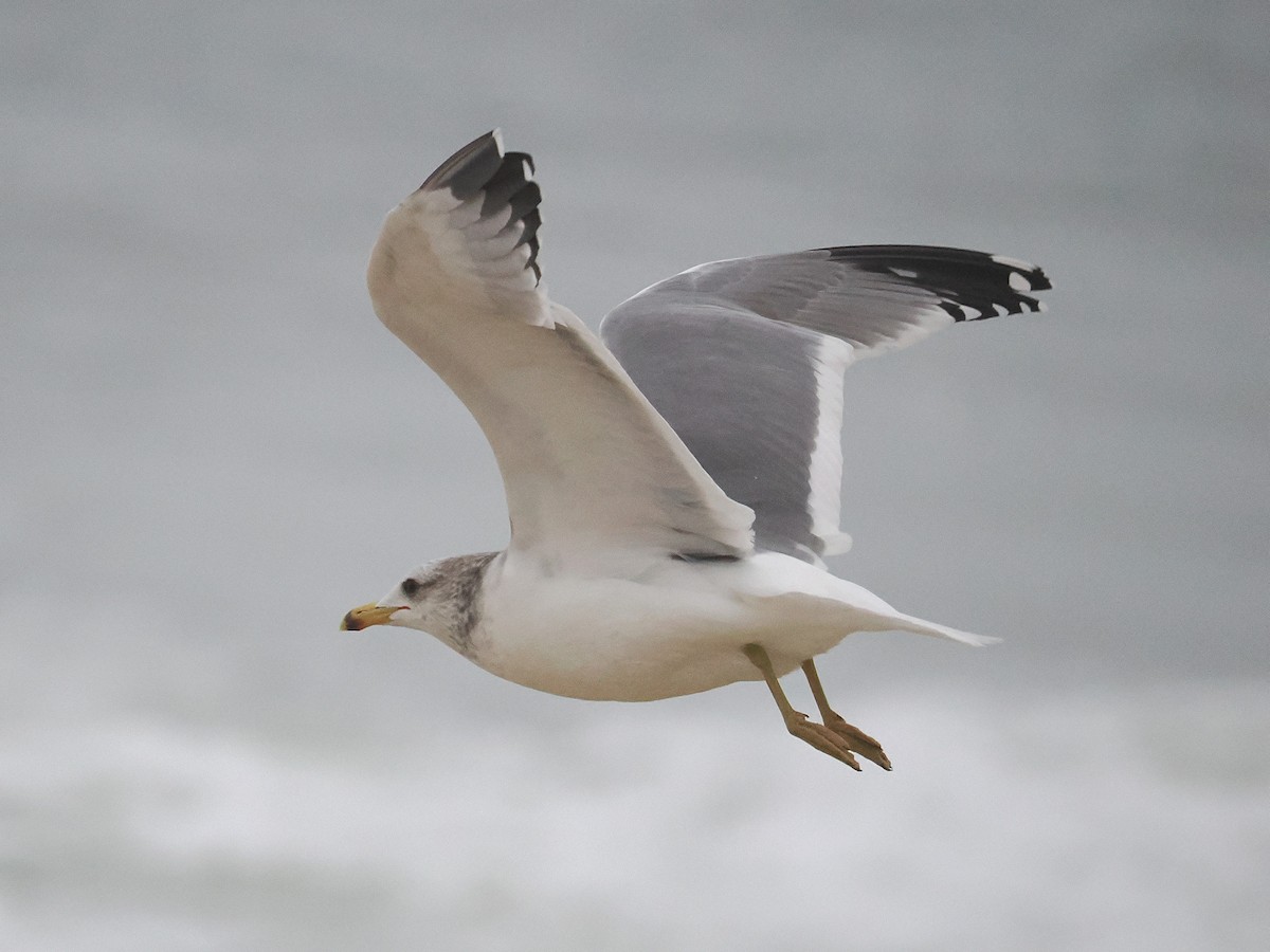 California Gull - ML645081177