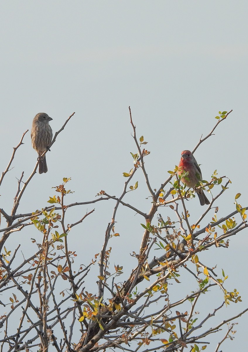 House Finch - ML645081179