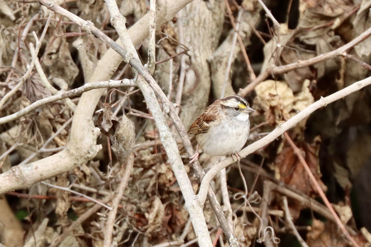 White-throated Sparrow - ML645081185
