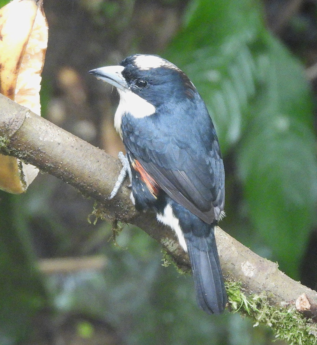 Spot-crowned Barbet - ML645081188