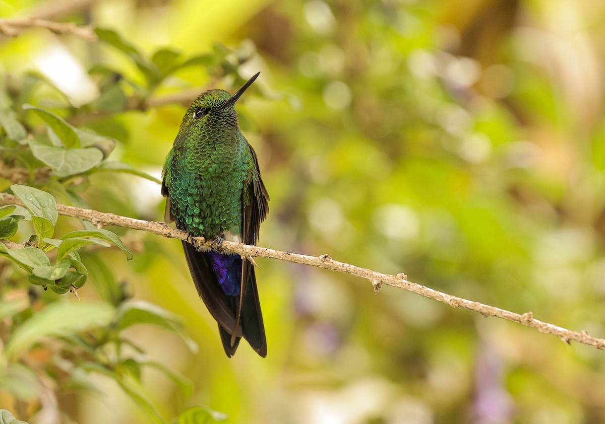 Sapphire-vented Puffleg - ML645081190